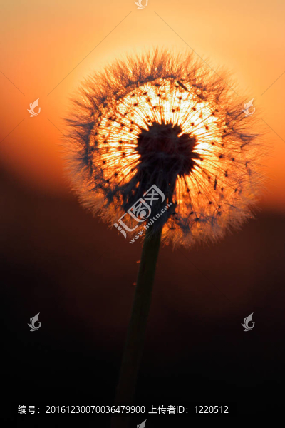 火球和太陽