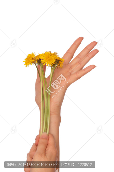 黃色的蒲公英