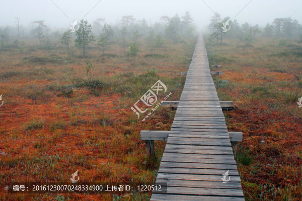 路沼澤