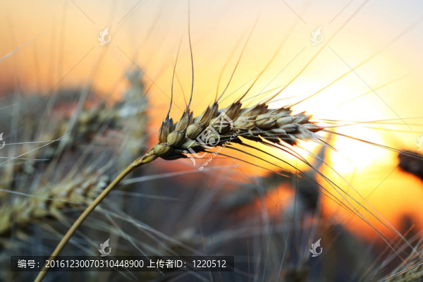 黑麥