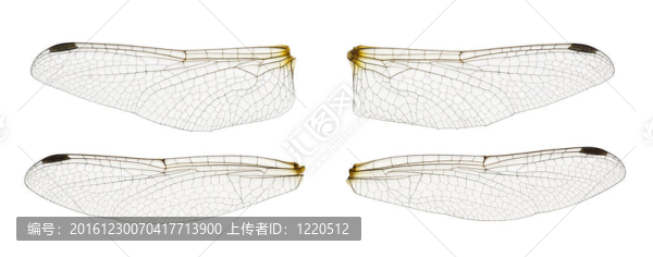 白色的蜻蜓翅膀