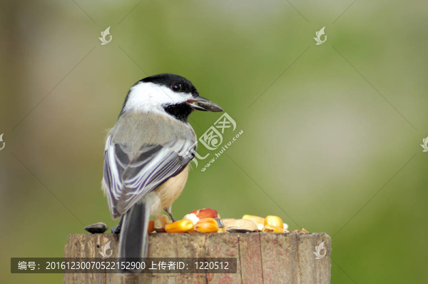 黑頂山雀