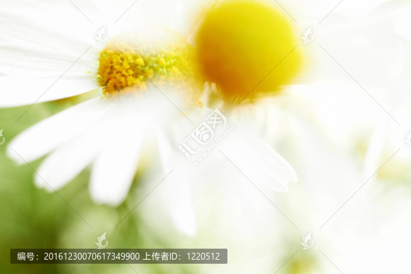 洋甘菊花。散焦的特寫鏡頭。