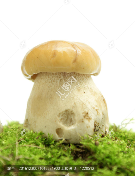 蘑菇
