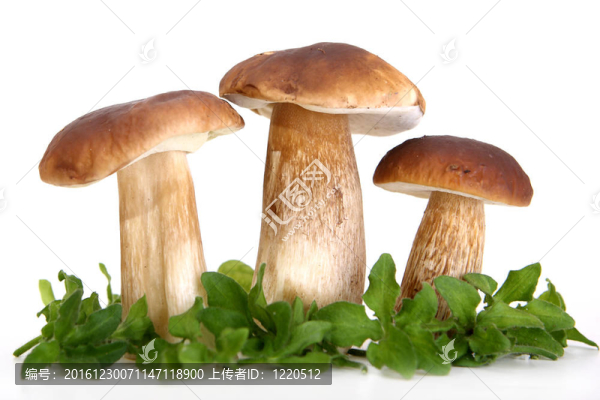 森林蘑菇群