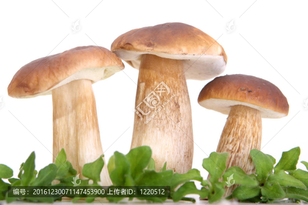 森林蘑菇群
