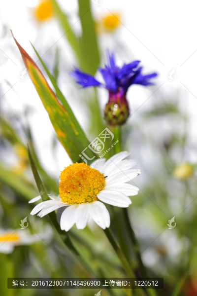 甘菊