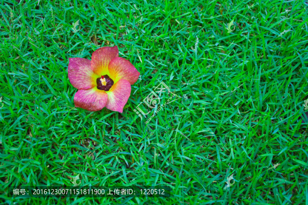 草坪上的花