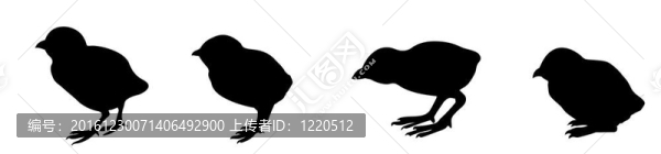 雛鳥在白色背景下的剪影