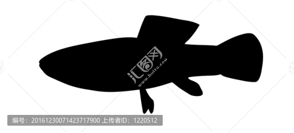 白色背景魚的剪影
