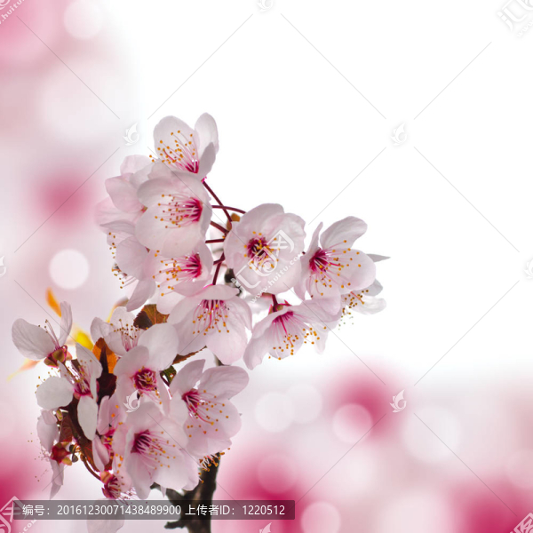 蘋果花宏