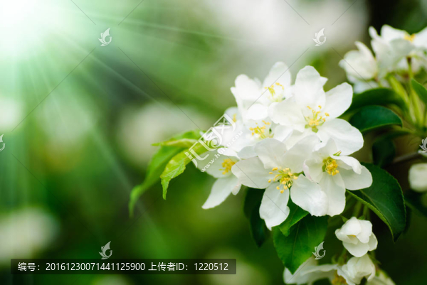 木瓜樹開花的宏