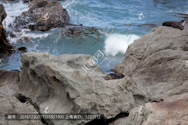 新西蘭海狗（學(xué)名Arctocephalus,forsteri）
