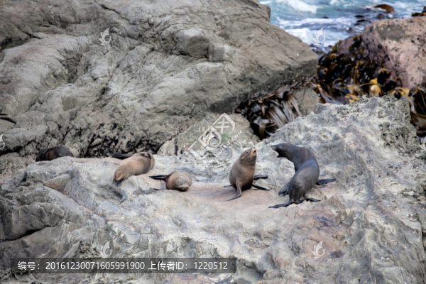 新西蘭海狗（學(xué)名Arctocephalus,forsteri）