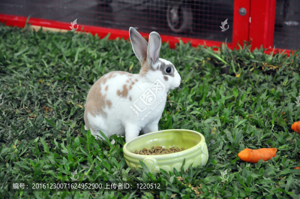 兔-匯圖網(wǎng) www.fosd68.com 兔