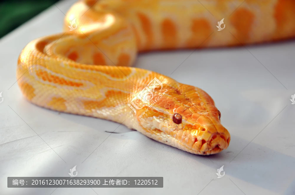 蚺蛇