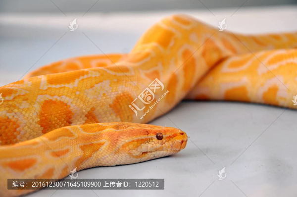 蚺蛇