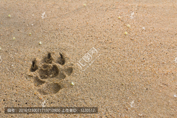 狗的腳印
