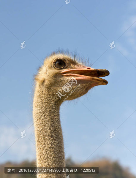 像鴕鳥(niǎo)