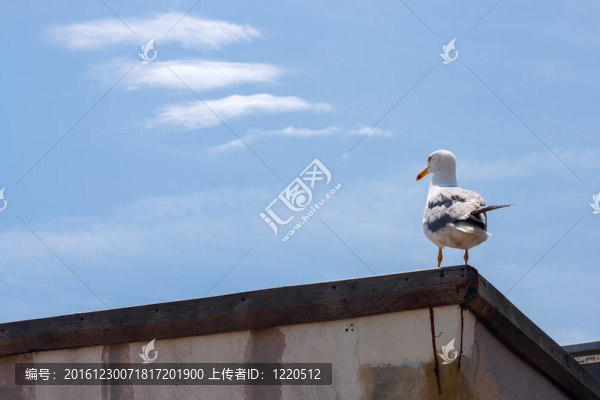 孤獨(dú)的海鷗