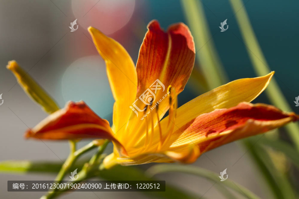 Daylily,Frans,Hals（Hemerocallis,hybrida）
