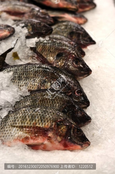 新鮮的魚