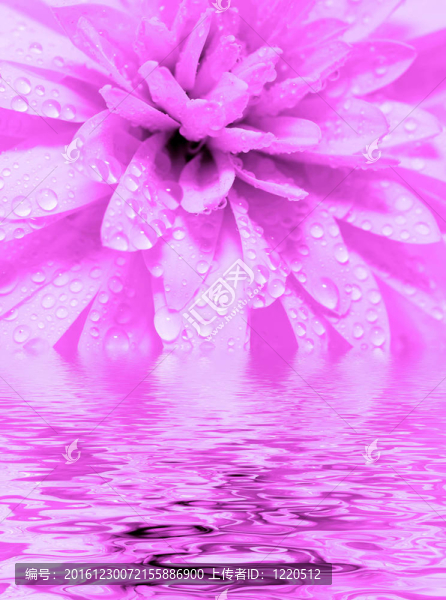 摘要花瓣