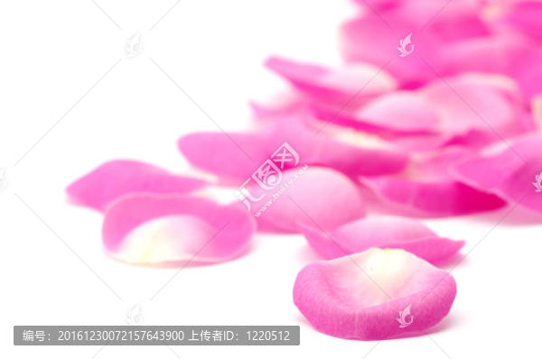 粉紅玫瑰的花瓣
