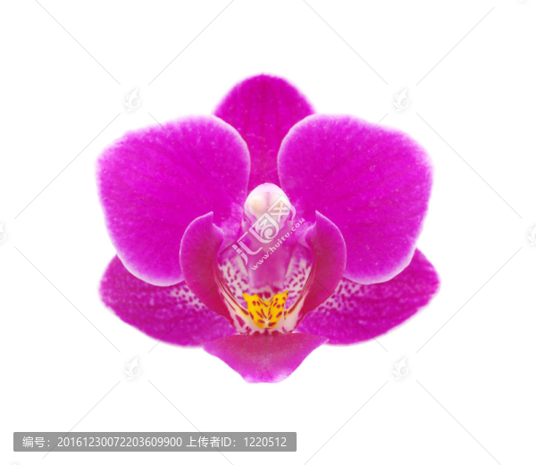 粉紅色的蘭花