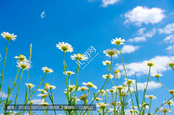 白菊花
