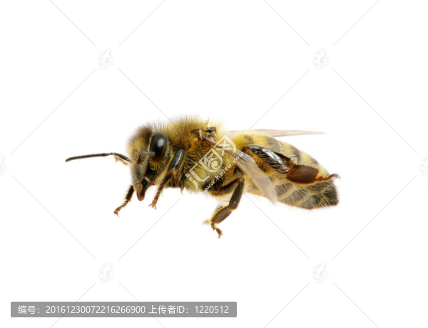 蜜蜂