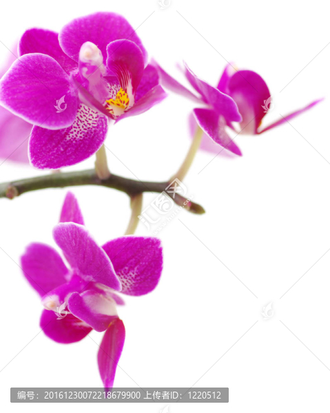 粉紅色的蘭花