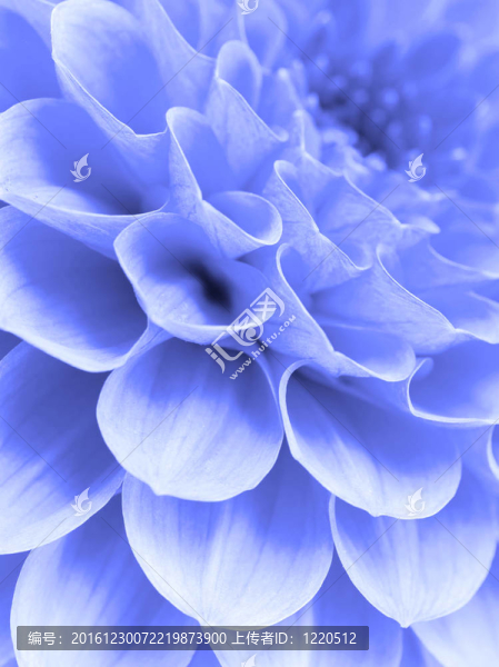 摘要花瓣