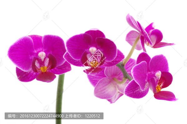 粉紅色的蘭花