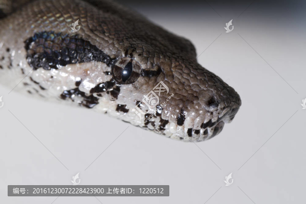 蟒蛇的頭