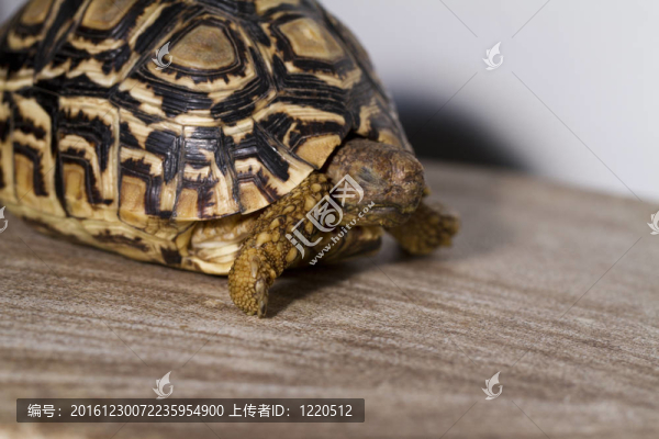 豹紋陸龜