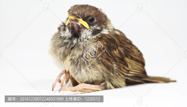 新出生的鷦鷯鳥