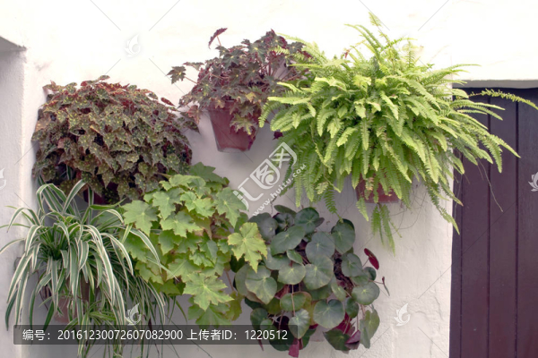 Windows的植物