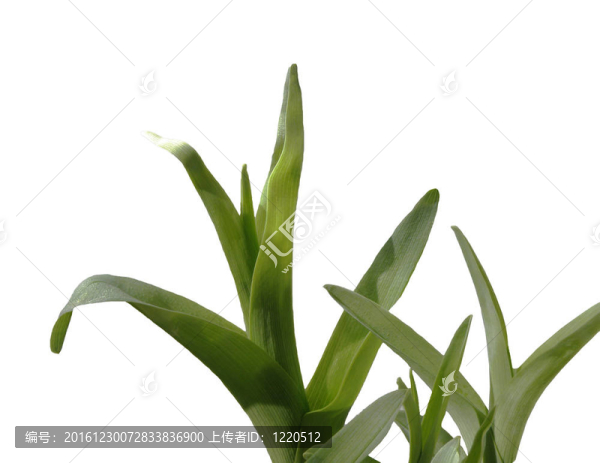 百合的葉子