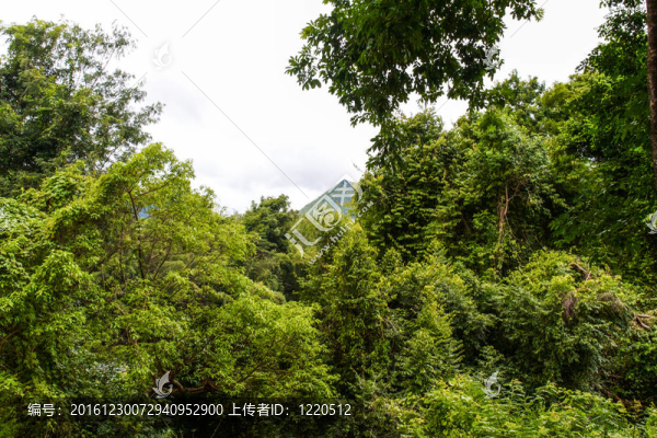 美麗的雨林