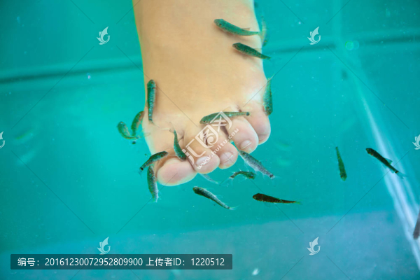 魚療；淡紅墨頭魚魚