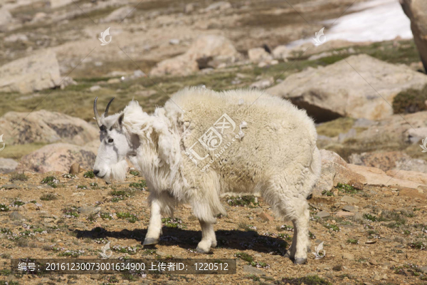 山羊