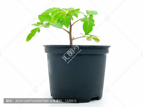 白背景番茄幼苗