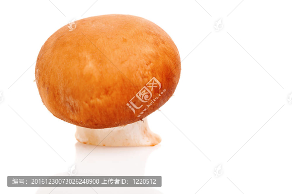 新鮮蘑菇；白色分離