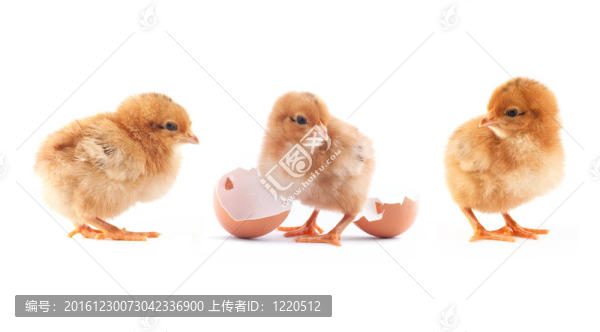 黃色小小雞