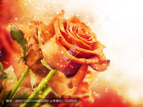 背景與紅玫瑰