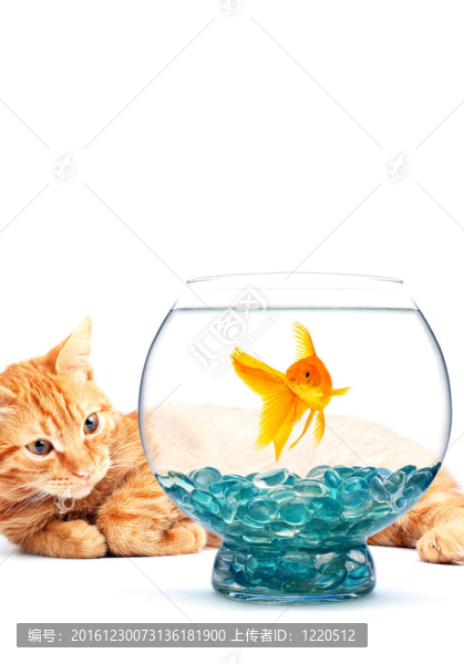 金魚和貓