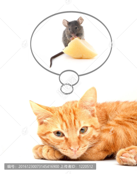 貓