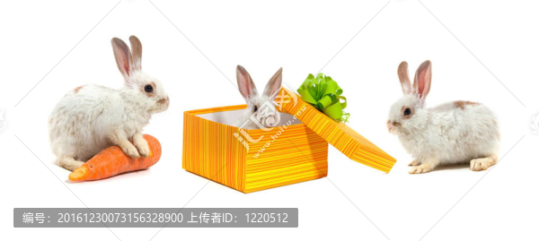 黃色盒子里的兔子