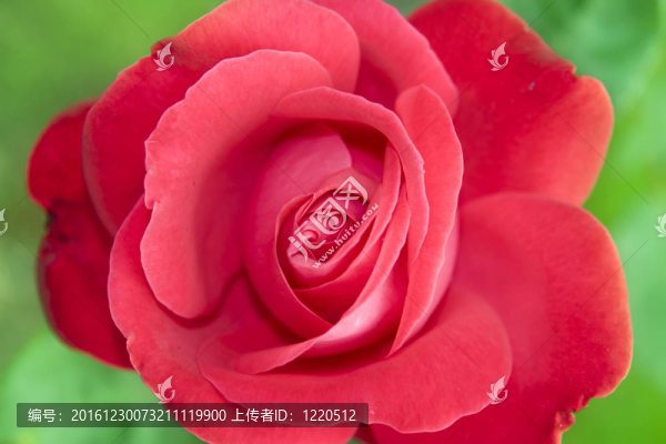 紅愛爾蘭玫瑰園